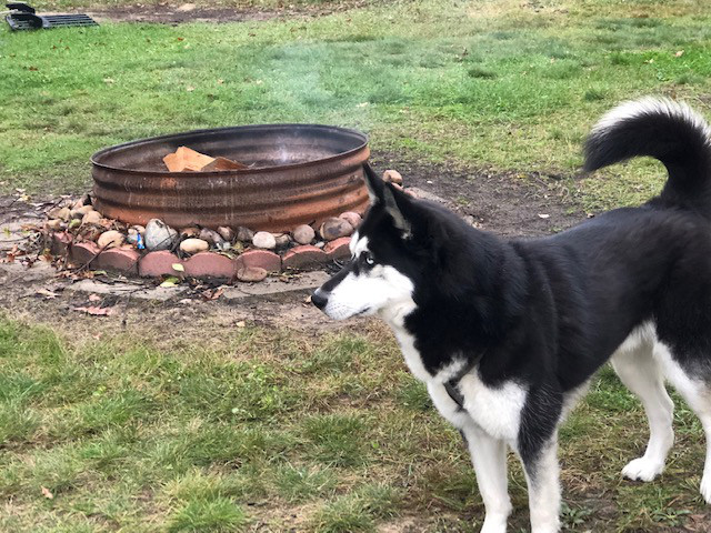 Dog next to fire pit